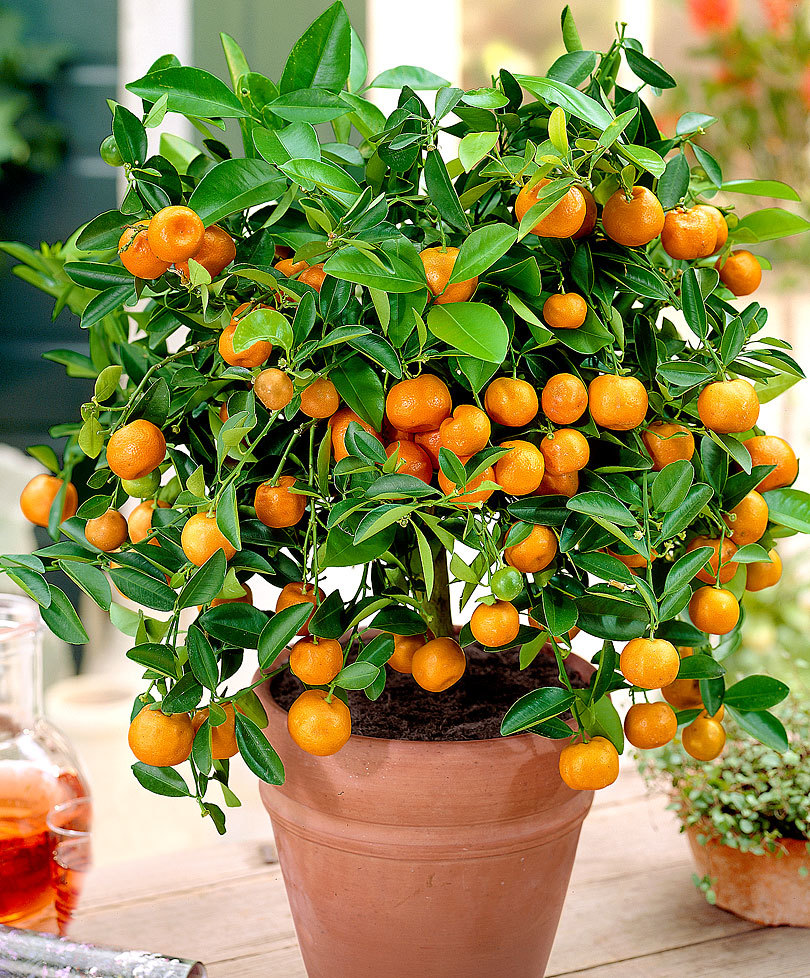Calamondin-Orange - Eine exotische Frucht